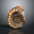 Natural Spiral Fossil Decorative Ornament With Brown Beige Texture For Home Decor