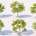 Green Leafy Trees with Straight Trunks and Natural Shadows on White Background 3d model