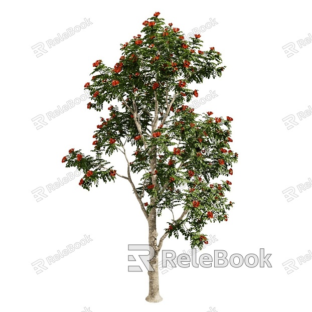 campanulata Ornamental Tree 18 model