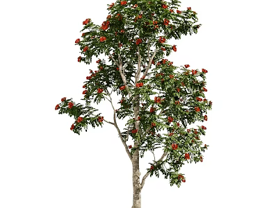 campanulata Ornamental Tree 18 3d model