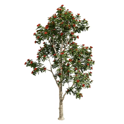 Tall Arbor With Lush Green Leaves And Red Fruits On Brown Trunk 3d model