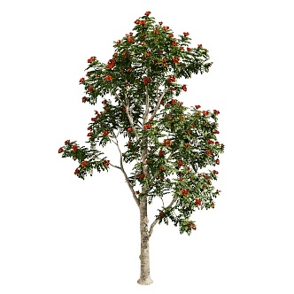 campanulata Ornamental Tree 18 3d model