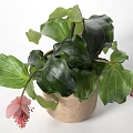 Indoor Potted Plant Featuring Large Green Leaves And Pink Spiky Flowers In Beige Textured Pot