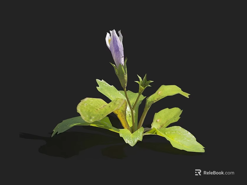 Fresh White And Purple Flower With Green Leaves On Black Background 3d model 