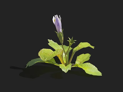 Fresh White And Purple Flower With Green Leaves On Black Background 3d model