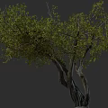 Natural Lush Green Arbor With Thick Textured Trunk And Leafy Branches