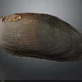 Brown Shell With Glossy Surface And Natural Texture On Dark Background