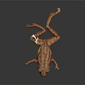Orange Spotted Frog With White Patch And Long Limbs Against Dark Background