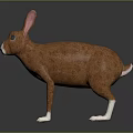 Brown Rabbit With Pink Ears White Face And Paws 3D Model Design 3d model