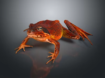 Detailed Red Frog With Textured Skin On Dark Background In Close Up View 3d model