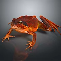 Detailed Red Frog With Textured Skin On Dark Background In Close Up View