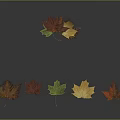 Vibrant Autumn Maple Leaves In Various Colors Arranged With Reflections On Gray Background