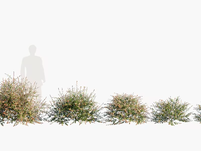 Dense Row of Healthy Garden Bushes with Person Silhouette Standing Nearby 3d model