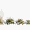Dense Row of Healthy Garden Bushes with Person Silhouette Standing Nearby
