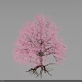 Lush Vibrant Pink Flowering Tree With Blooming Branches Against Gray Background