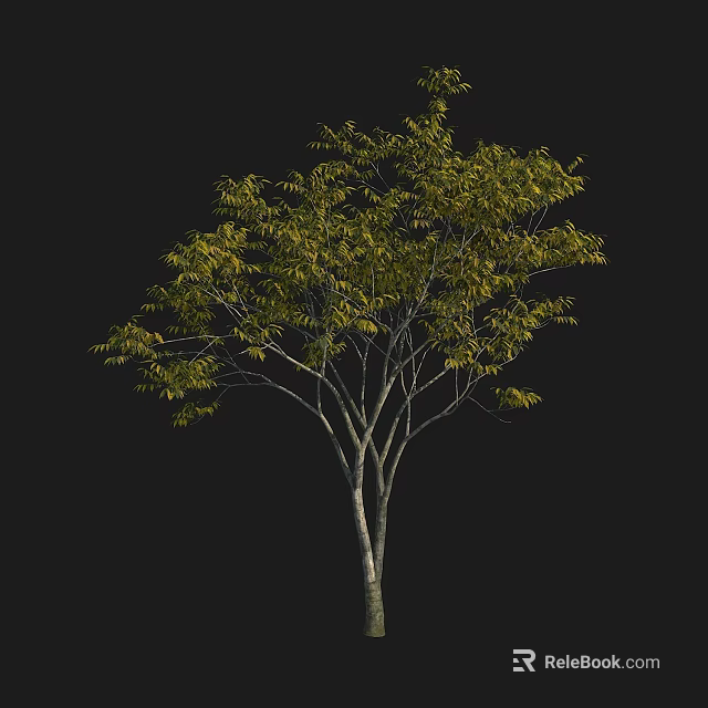 Lush Arbor Tree With Green Leaves Slender Trunk And Graceful Crown 3d model 