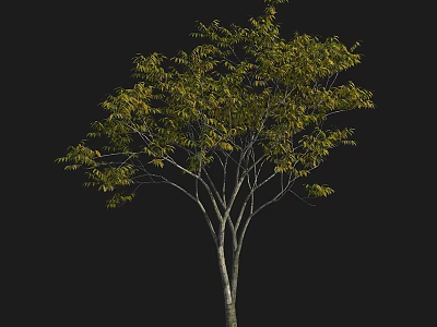 Lush Arbor Tree With Green Leaves Slender Trunk And Graceful Crown 3d model