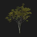 Lush Arbor Tree With Green Leaves Slender Trunk And Graceful Crown