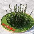 Chilean Hyacinth Flowers Growing In Outdoor Circular Green Lawn With Slate Ground