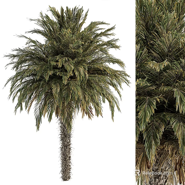 Tropical Palm Tree With Lush Green Fronds And Tall Trunk Details 3d model 