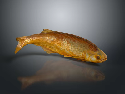 Catfish Carp Sturgeon Bass Freshwater Fish Various Carp Grass Carp Crucian Carp 3d model