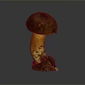 Mushroom Organ And Hair Structure With Brown Cap Yellow Stem And Soil Base