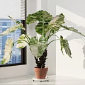 Bonsai Potted Plant With Large Variegated Leaves In Terracotta Pot On Sunlit Window Sill