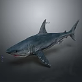 Realistic 3D Model Of Large Shark With Small Human Figure Against Gray Background