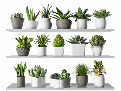 Stylish Bonsai Potted Plants Arranged on Shelves for Indoor Decor with Various Planters 3d model