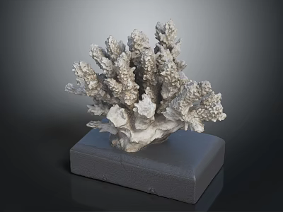 Elegant Coral Shaped Sculpture Decorative Display On Black Square Home Decor Base 3d model