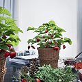 Strawberry Potted Plant In Wicker Basket With Green Leaves And Red Fruits For Indoor Decor