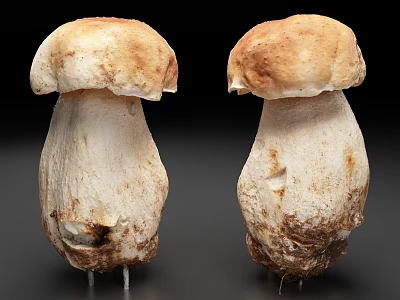 Fresh Wild Mushrooms With Brown Caps White Stems And Soil Residues 3d model