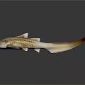 Spotted Shark Featuring Light Brown White Dorsal Fins Tail Fin On Dark Background With Reflection