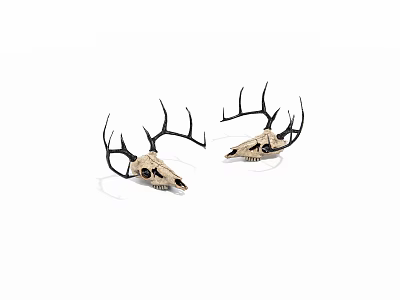 Decorative Deer Skulls With Intricate Antlers For Home Decoration 3d model