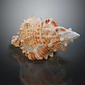 Natural Orange White Spiral Seashell Decorative Ornament Set With Shiny Surface For Home Decoration