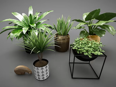 Potted Bonsai Plants With Various Green Leaves In Decorative Pots For Indoor Decoration 3d model