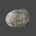 Textured Spiral Seashell With Natural Rock Like Base On Gray Background