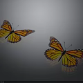 Orange and Yellow Monarch Butterflies on Gray Background with Shiny Reflective Surfaces