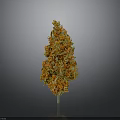 Yellow and Orange Flowering Plant With Vibrant Blooms Against Gray Black Background
