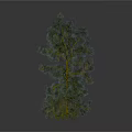 Tall and Short Pine Trees Featuring Slender Trunk Sparse and Dense Foliage on White Background