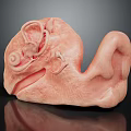 Detailed 3D Anatomical Structure Model With Pink Textured Curled Design For Medical Education