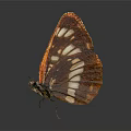Orange Red Butterfly With White Spots On Wings Standing On Dark Background