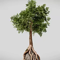 Natural Tree With Twisted Trunk And Entwined Roots Around Large Stone 3d model