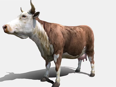 Modern Milk Cow 3d model