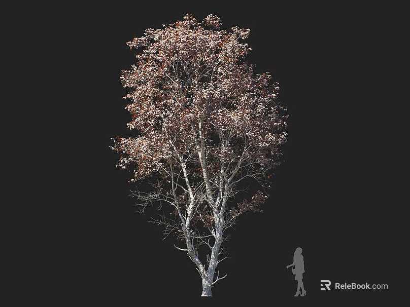 Tall Deciduous Arbor With White Trunk And Autumn Leaves Near Human Figure 3d model 