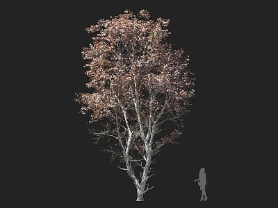 Tall Deciduous Arbor With White Trunk And Autumn Leaves Near Human Figure 3d model