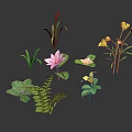 Colorful Assorted Plants Including Pink Lotus Yellow Flowers Ferns and Green Leaves