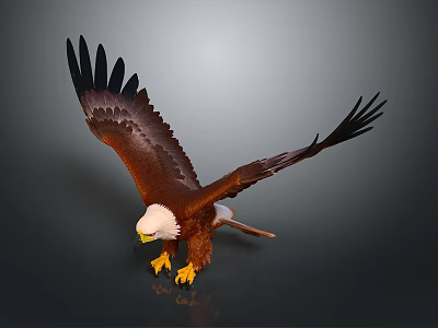 Brown and White Eagle with Spread Wings White Head and Yellow Talons on Dark Background 3d model
