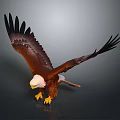 Brown and White Eagle with Spread Wings White Head and Yellow Talons on Dark Background
