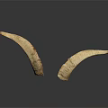 Two Natural Animal Horns With Textured Surface On Dark Background And Reflection